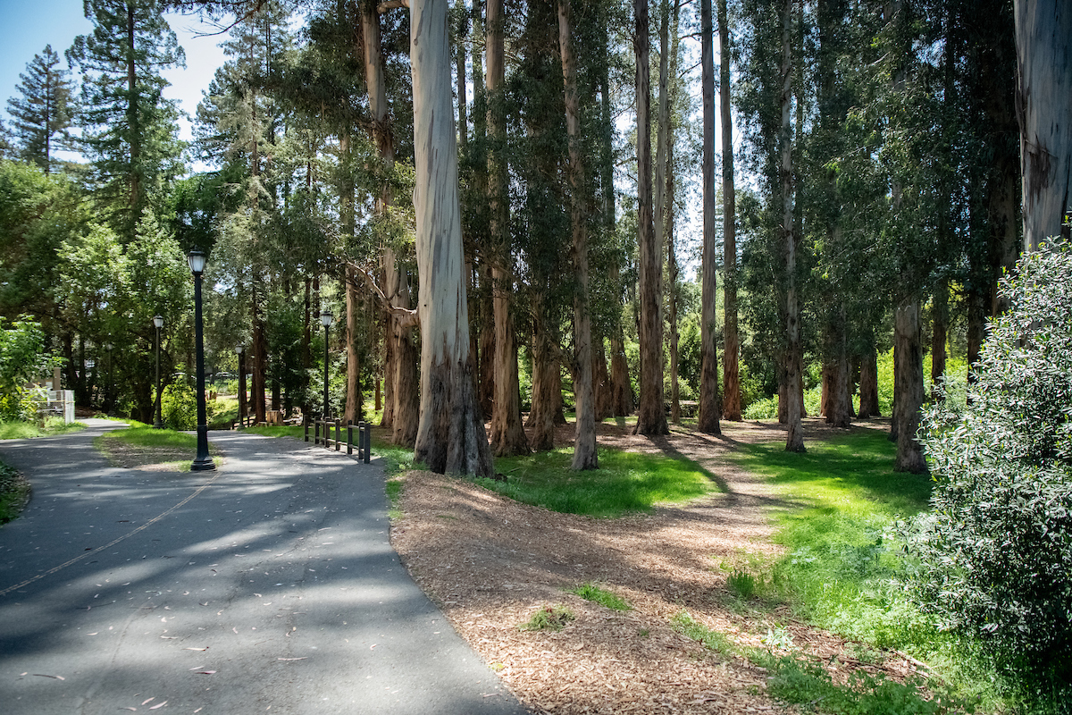 campus trees